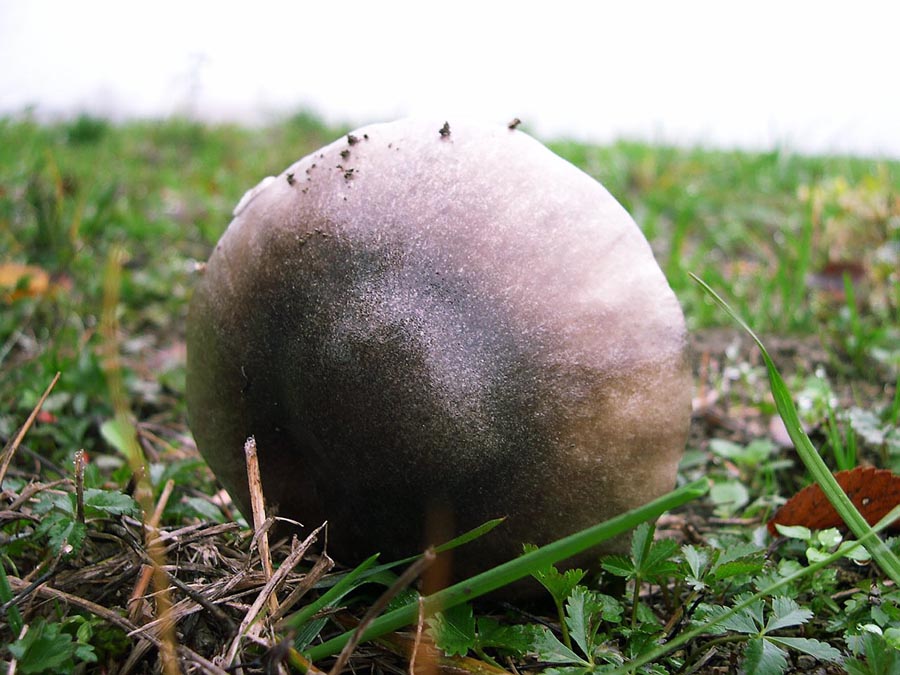 Volvariella speciosa variet glojocephala.
